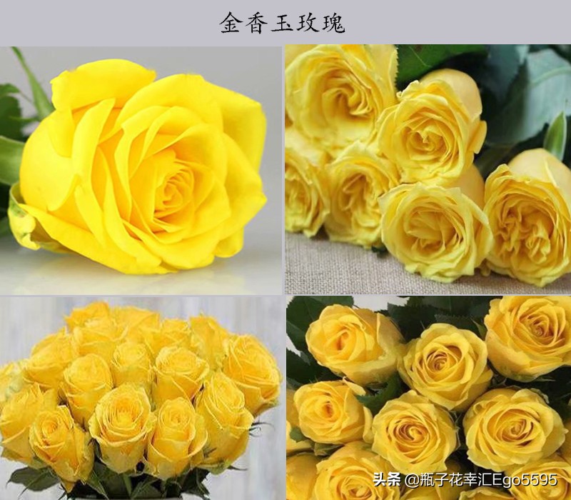 黄玫瑰粉玫瑰的浪漫花语,粉色玫瑰花和粉色郁金香的花语