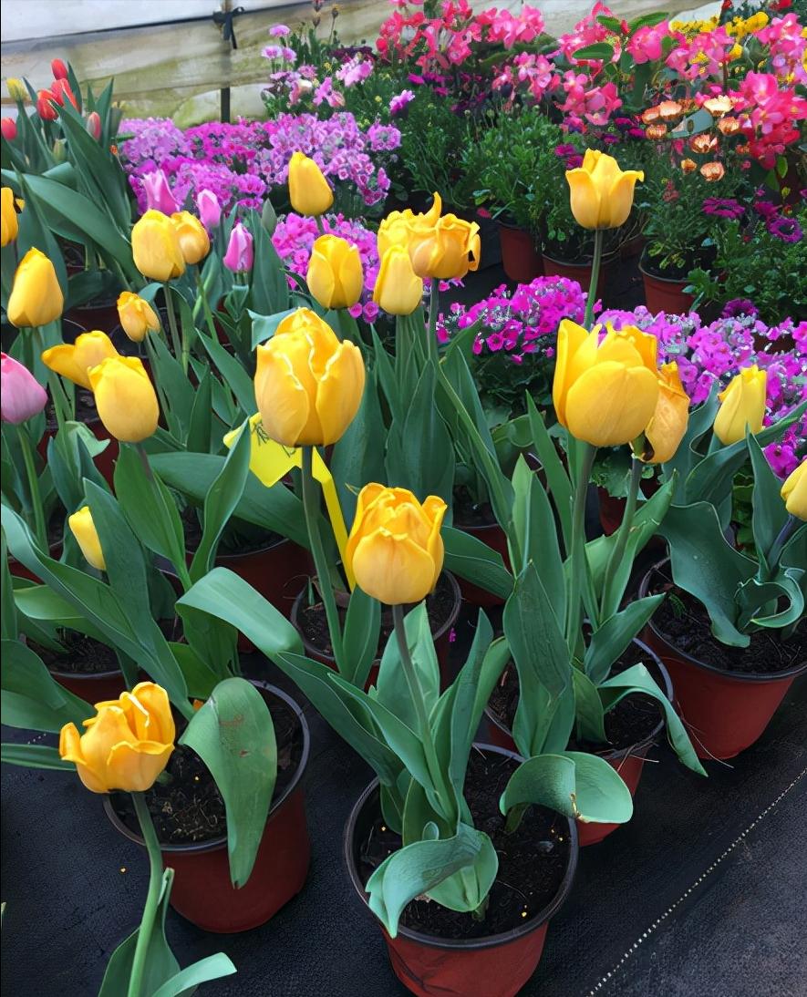 19种抗寒花，-20度冻不死，冬天不必搬进屋