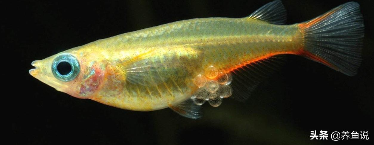 鱼缸油膜用什么植物去除,鱼缸油膜处理有用吗