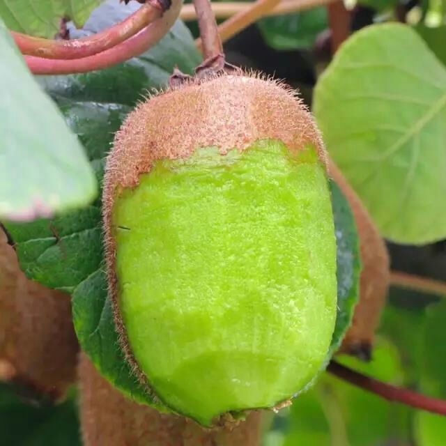 陕西徐香猕猴桃批发供应链,陕西徐香猕猴桃销量第一名