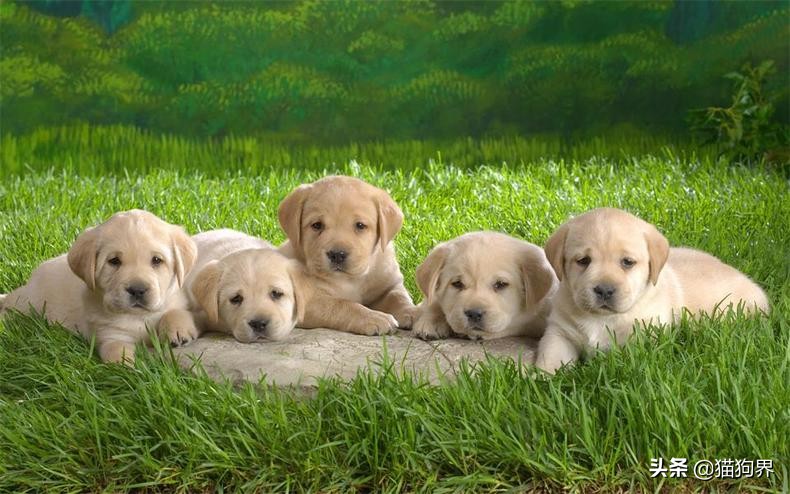 狗狗皮肤病以后皮肤变黑怎么治疗,狗狗皮肤有皮肤病要怎么处理