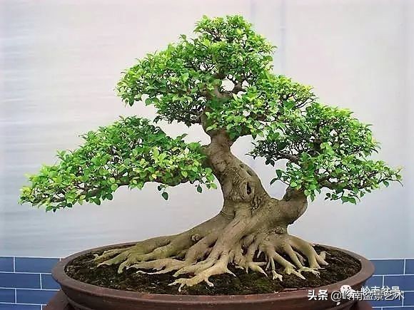 盆景结顶的形式,最好的盆景结顶方法