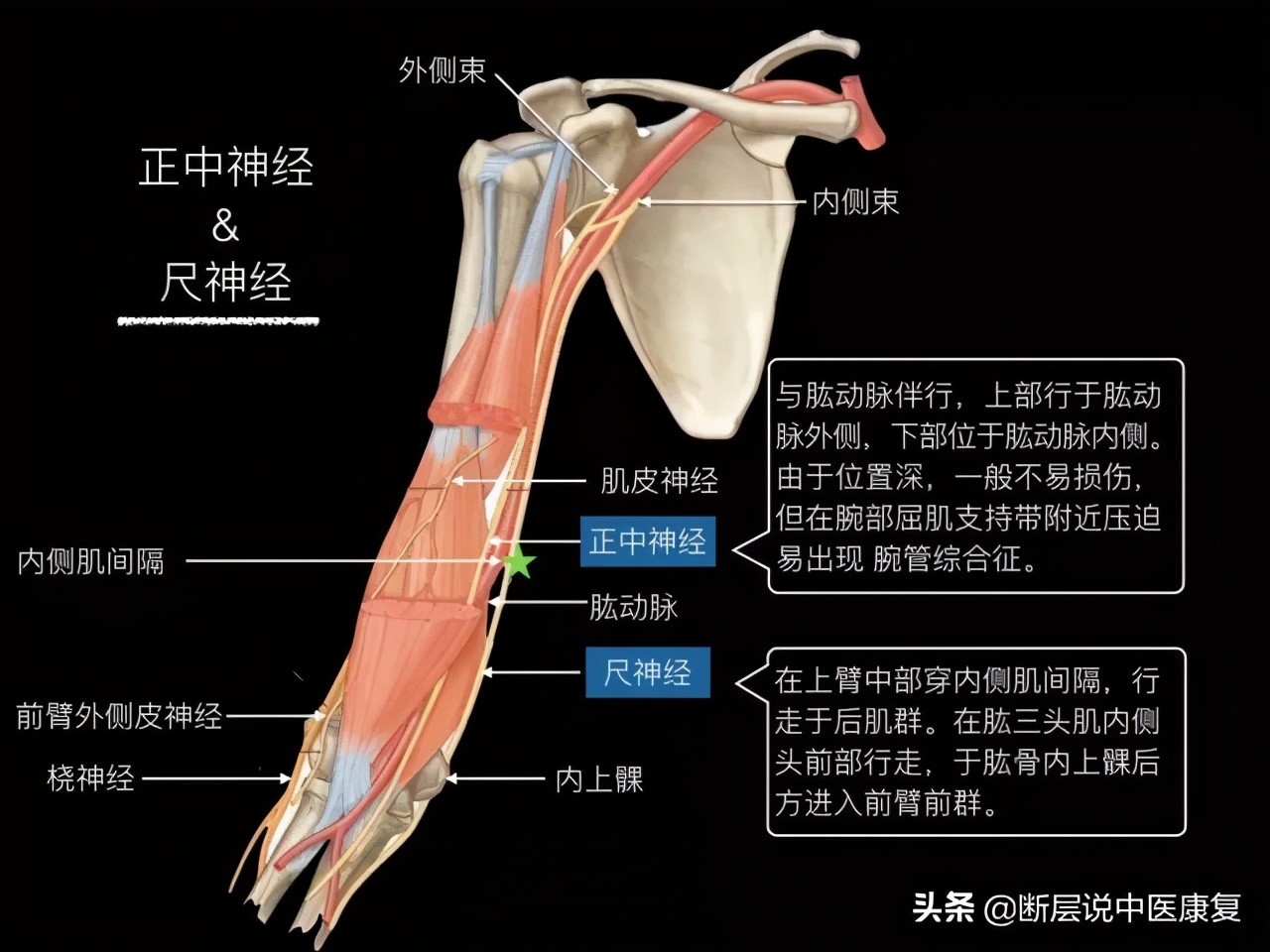 手臂人体解剖图讲解,手臂上举3d肌肉解剖讲解