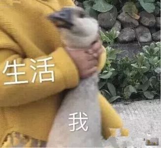 北京能吃回本的自助,女生都能吃回本的自助