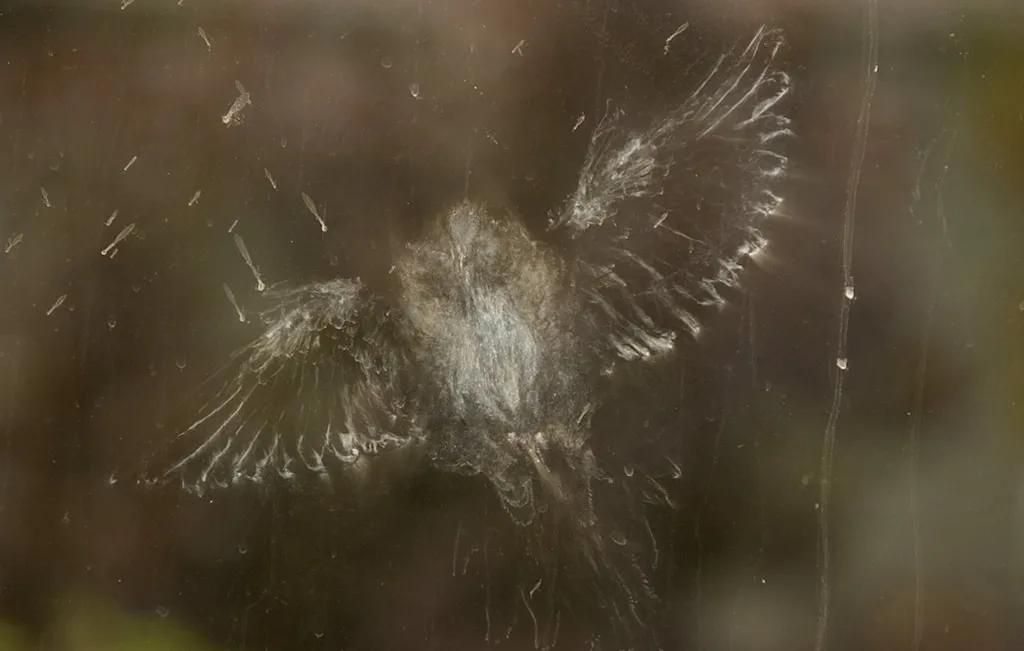 全世界的鸟,全世界的鸟类