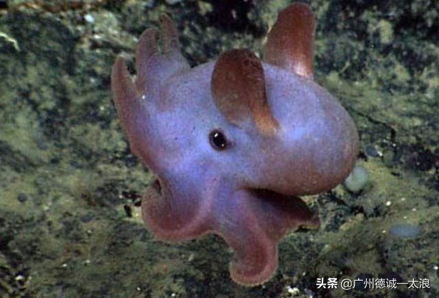 世界上十大很少见到的动物,世界上最受欢迎的动物排行榜