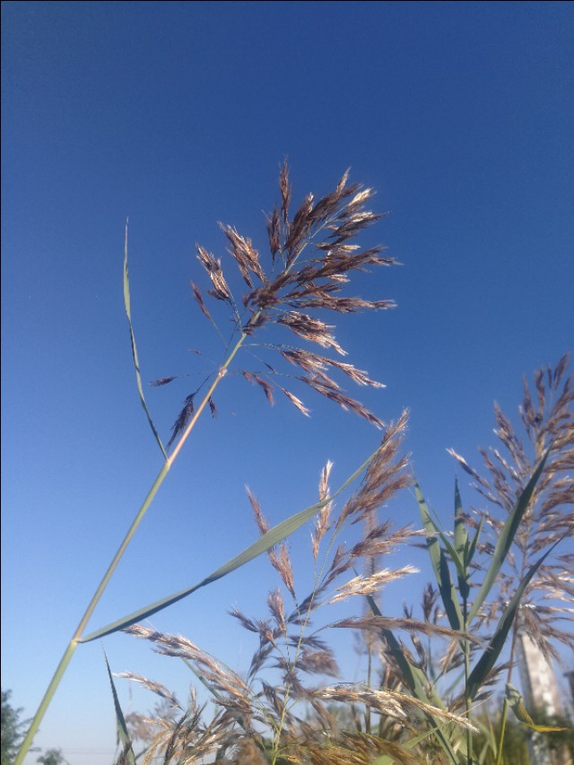 散文姥姥去世,散文姥姥原创