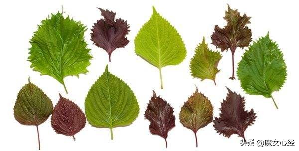 舒缓镇静的护肤品,能够修护皮肤肌底的护肤品成分