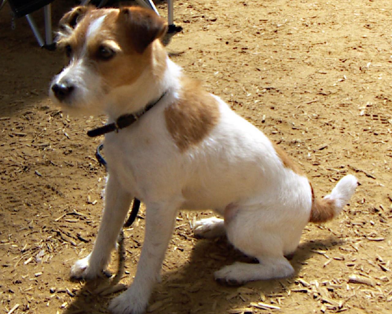 适合敏捷训练的犬种有哪些,什么犬种最聪明又好训战斗力强