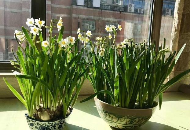 水仙花该怎么养？买回的种球跟着4步走，秋天种植冬天开花