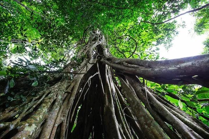 西双版纳风景之旅自由行旅游攻略,邂逅雨林西双版纳秘境之旅