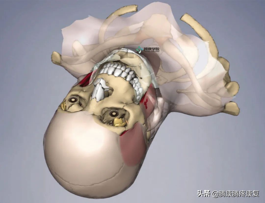 咀嚼肌最好的训练方法,咀嚼肌疾病治疗方法