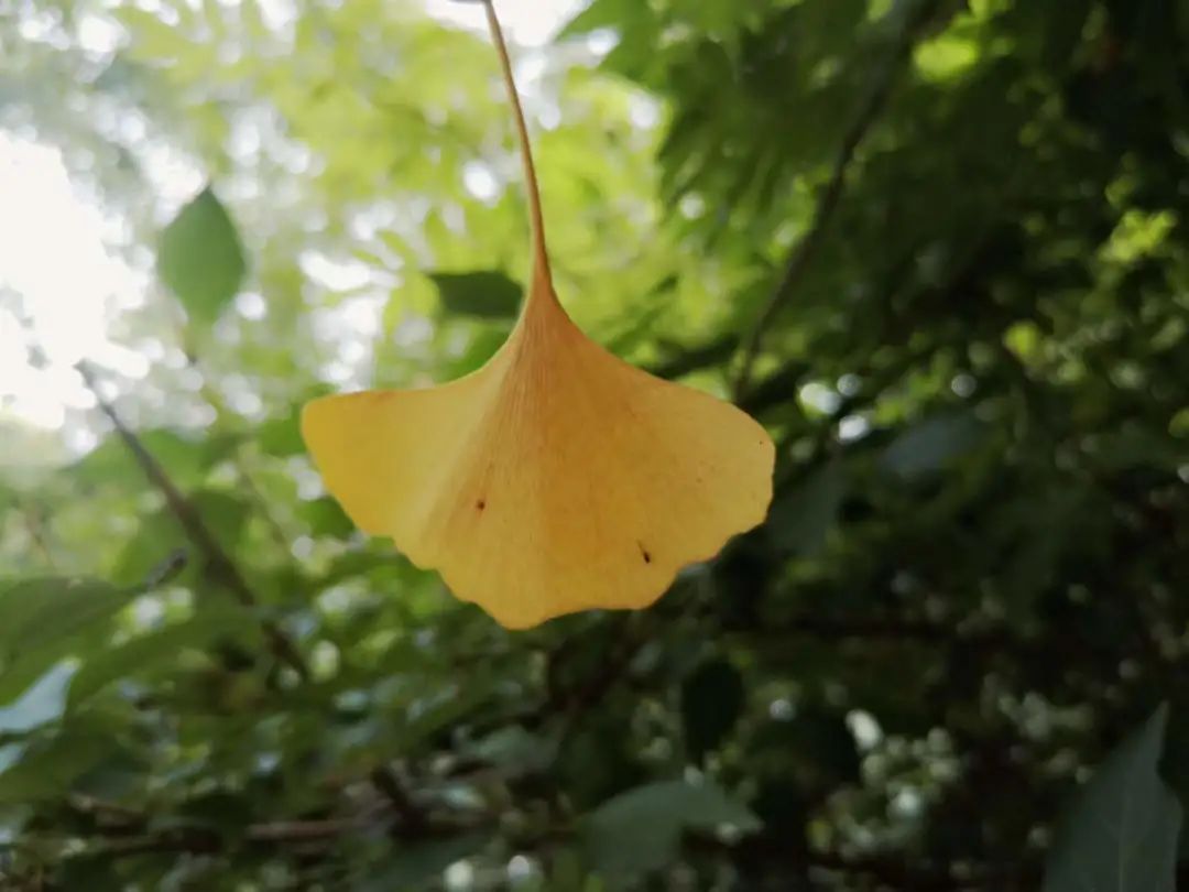 秋天的思念完整版,秋天的思念感悟