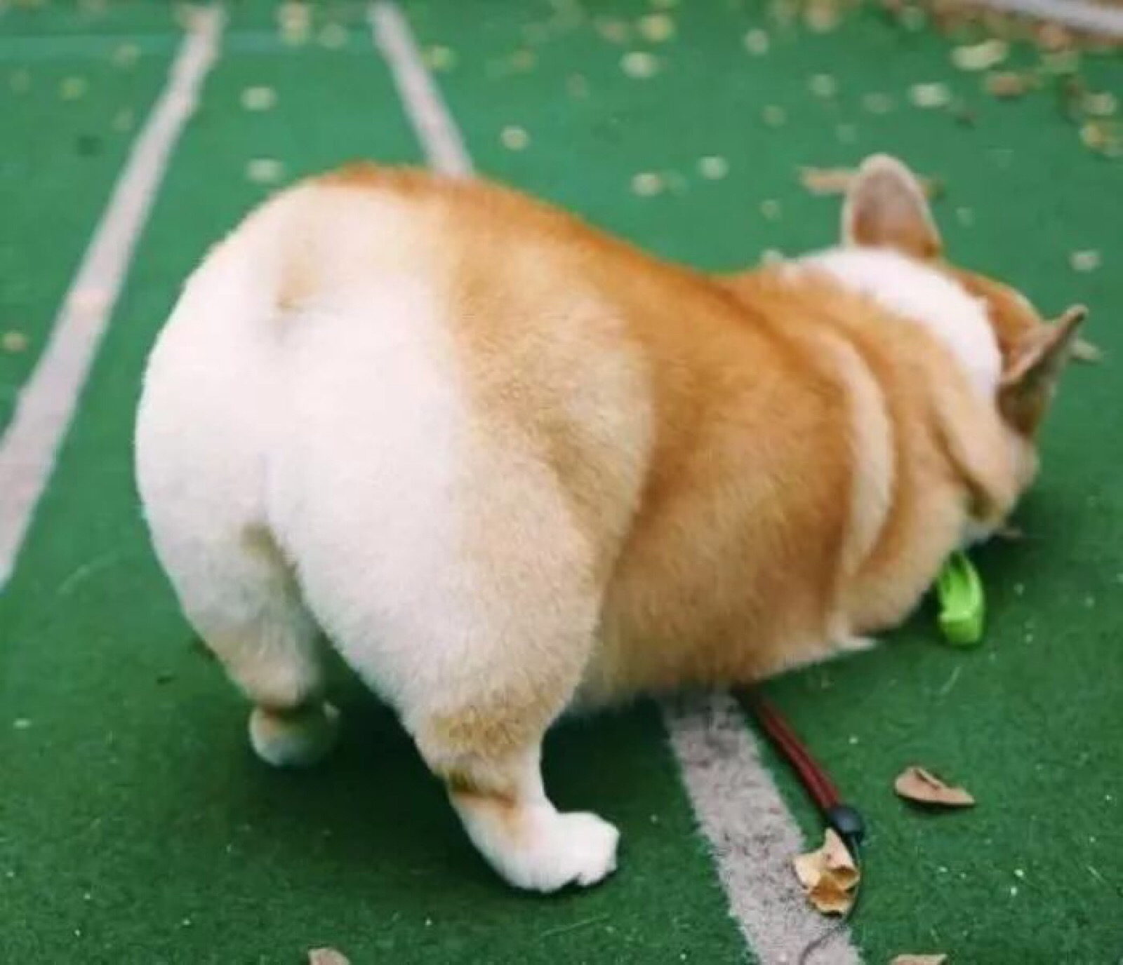 柯基宝宝小短腿柯基,短腿柯基长腿柯基