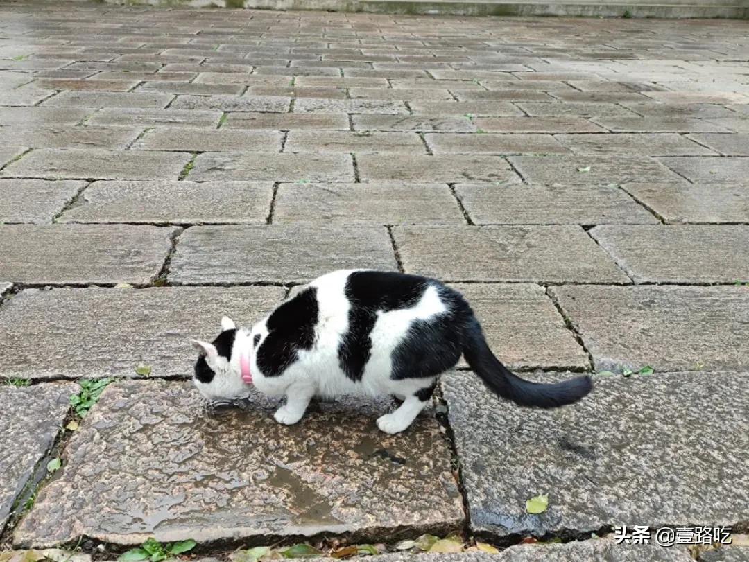 无锡人都在吃什么,无锡人为什么喜欢吃甜的