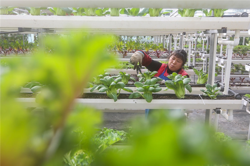 立春意味着新的一年农事的开始,立春和雨水与农事有什么关系
