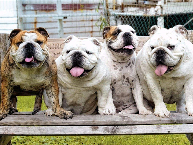 宠物狗为什么学狼叫呢,狗狗经常学狼叫是什么原因