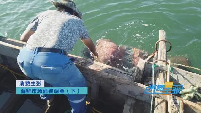 三亚海鲜市场皮皮虾多少钱一斤,海鲜市场上的皮皮虾