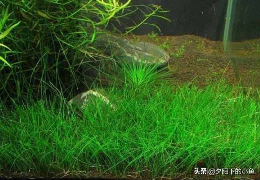 水草泥和水草种子,水草种子骗局大揭秘