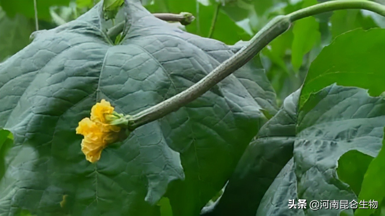 丝瓜苗茎部老是烂是什么病,丝瓜烂根