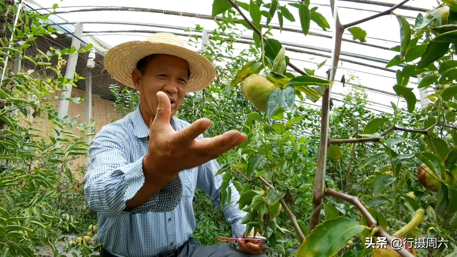 山西农民创奇迹,研究枣树管理技术10年,实现1年能结2次果