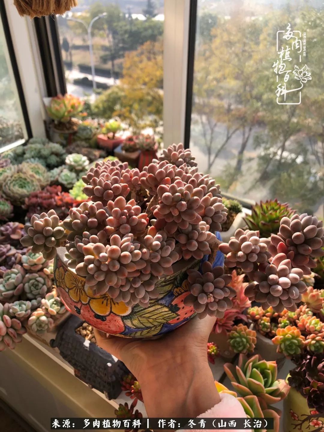 新手养的多肉怎么管理好看,阳台养多肉正确方法