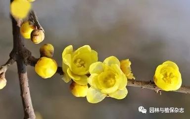 如何养腊梅,养好腊梅