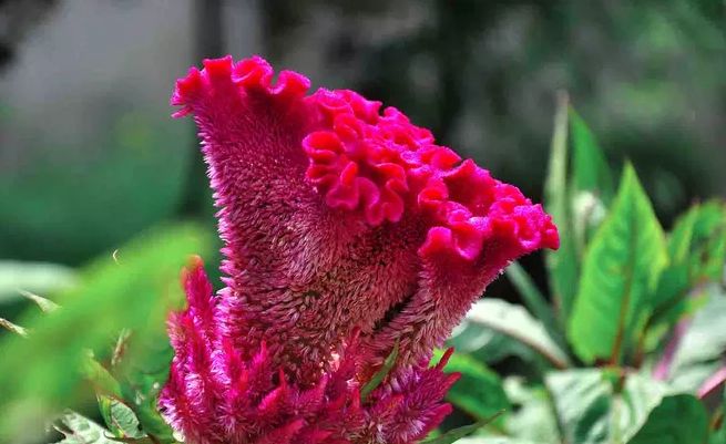鸡冠花诗词赏析,鸡冠花的诗句及赏析