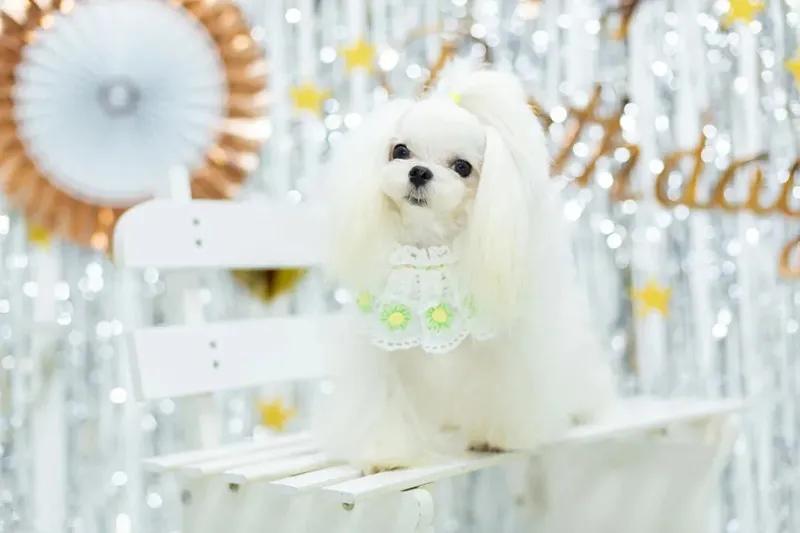 周百福婚礼特辑|婚礼上怎样送婚戒创意？让你的婚礼别具风味