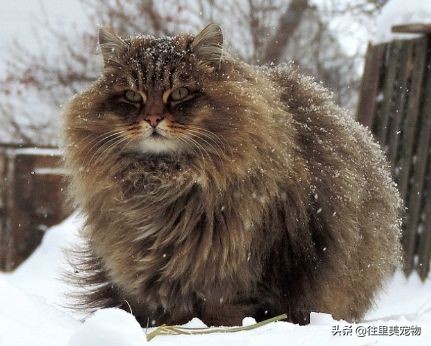 普京送给日本的狗是什么狗,中国给俄罗斯的熊猫叫什么