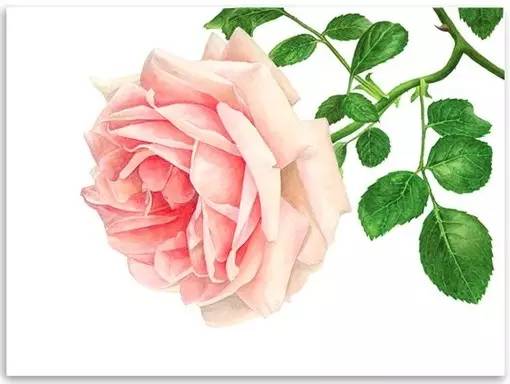 超写实绘画真实吗,超写实的植物绘画