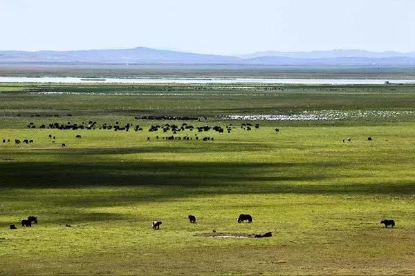 若尔盖，最美的川西草原