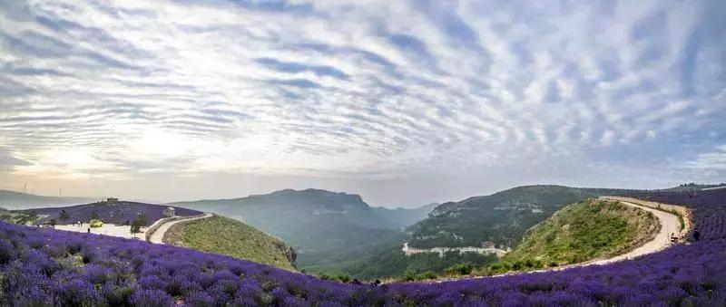 紫色胜境美翻了，世界第三大薰衣草芳香小镇竟然就在山东潍坊