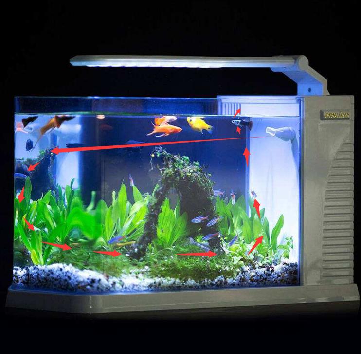 鱼缸底部的粪便不管可以吗,鱼缸底部很多粪便但是水很清澈