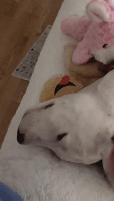 比特犬终于健康了视频,比特犬得了细菌性皮肤病