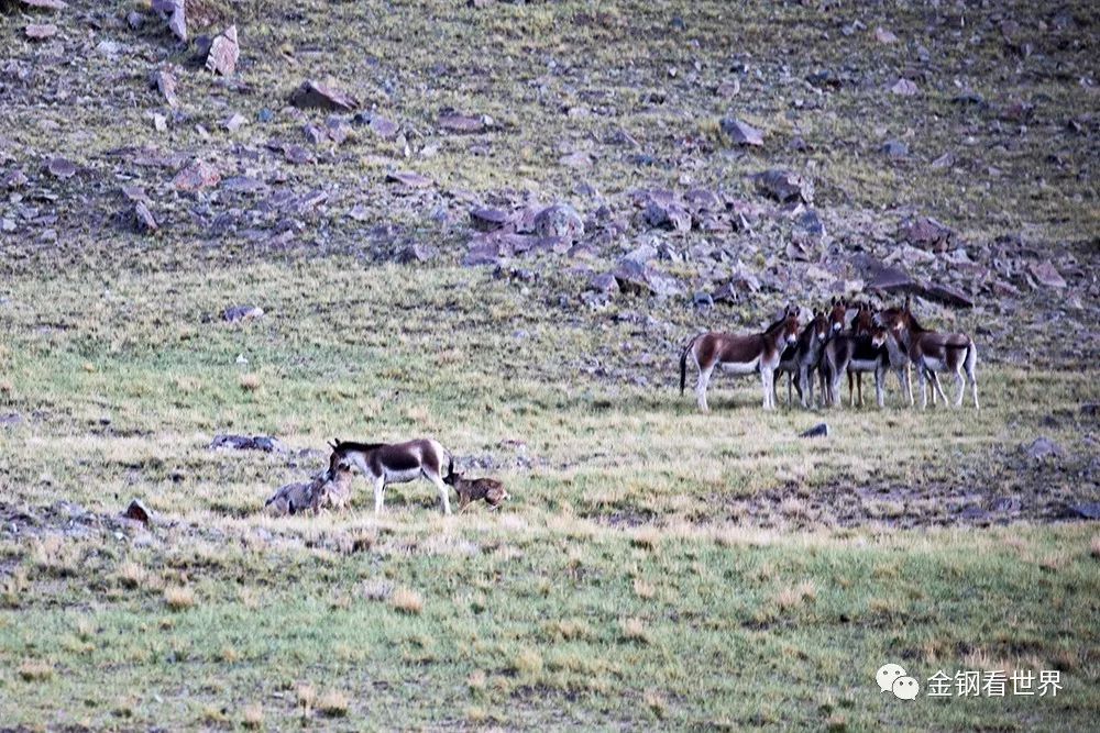 藏狼捕食牦牛,藏西狼徒步边境
