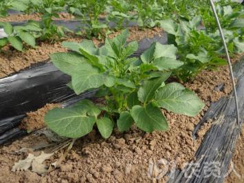 马铃薯免耕栽培技术视频,马铃薯高产栽培技术的参考文献