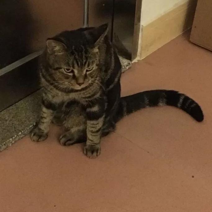 睡觉感觉有猫踩被子,为什么睡觉的时候猫会来回踩我