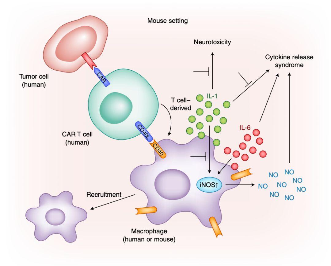 特发性肺纤维化，一种炎症因子导致的疾病，目前有两种药可治疗