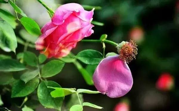 李全喜简介图文,李全喜书法作品欣赏