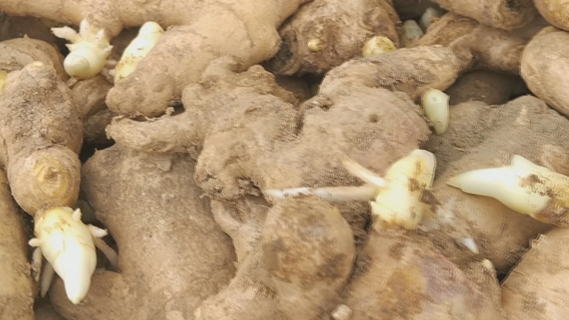 今年生姜价格还会上涨吗,生姜价格上涨视频