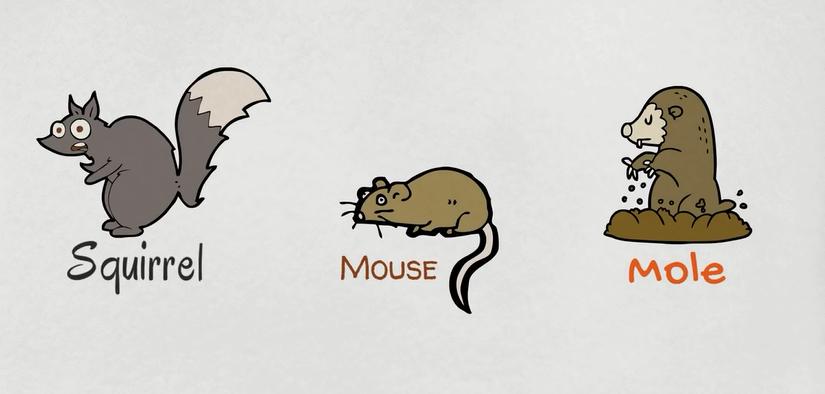 描述动物特征的英文词汇,动物英文词汇1000词