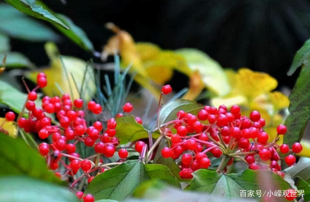 关于重阳节有哪些孝老敬老的传统,重阳节一老一宝