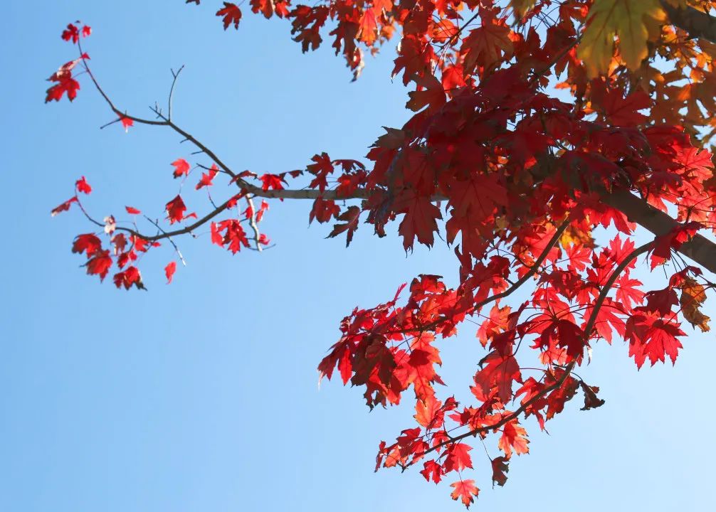 上海最美秋景,上海哪些公园可以拍秋景