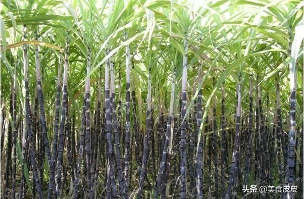 各个季节的时令水果有什么,各种水果都是哪些季节可以吃的