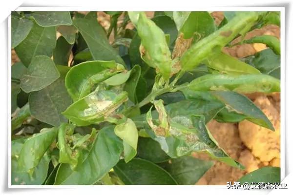 柑橘病虫害识别软件,天天学农柑橘病虫害