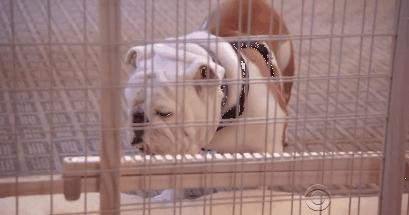 猫狗吃醋打架,吃醋的猫狗