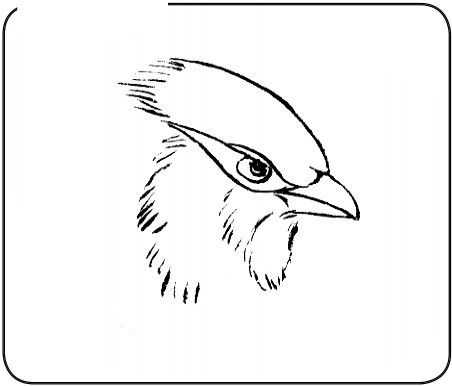 国画初学者入门步骤鸟禽,国画各种鸟类画法大全