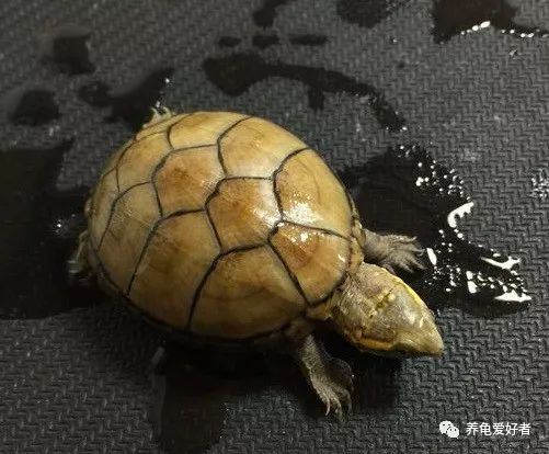 已经养的龟不吃食怎么办,加温养龟死亡原因