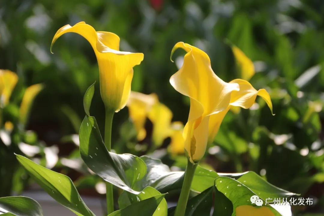 广州花市蝴蝶兰销量,花卉销量